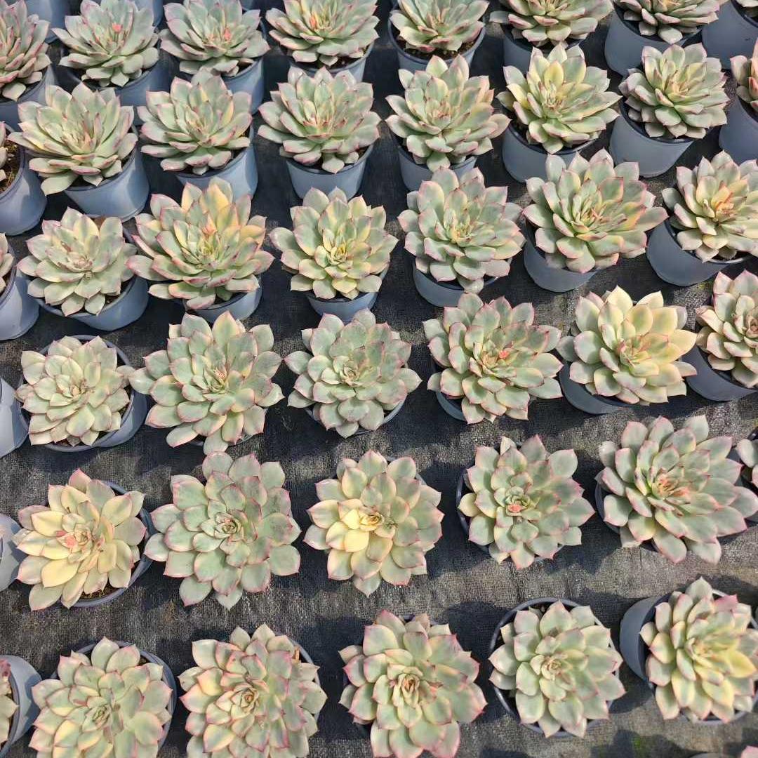 25013 Echeveria Esther Variegated (12cm pot size)