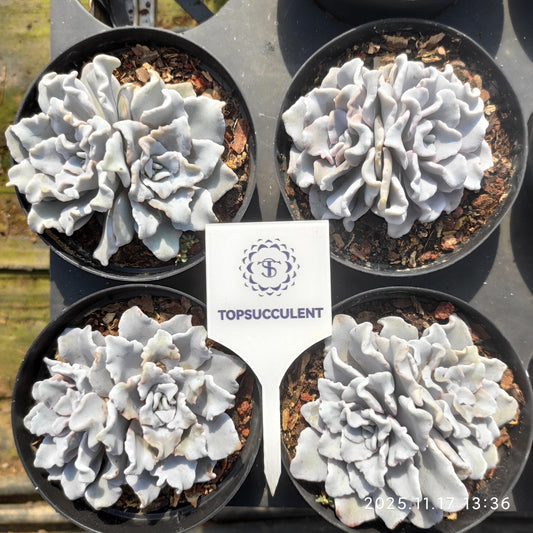 22849 Echeveria Crispate Beauty (11cm pot size)