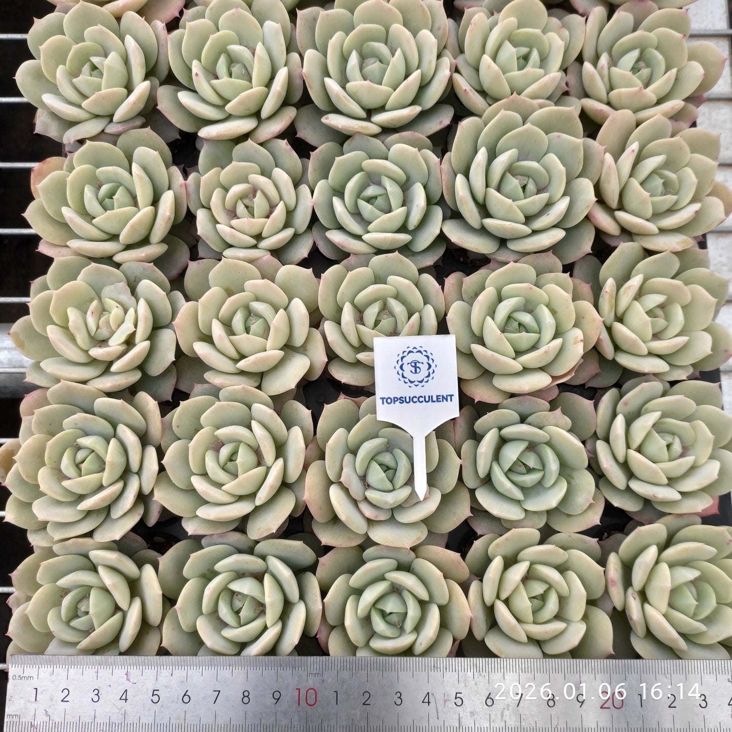 24422 Echeveria Love Tune (5cm pot size)