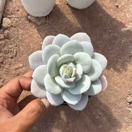 25717 Echeveria Laui (9cm pot size)