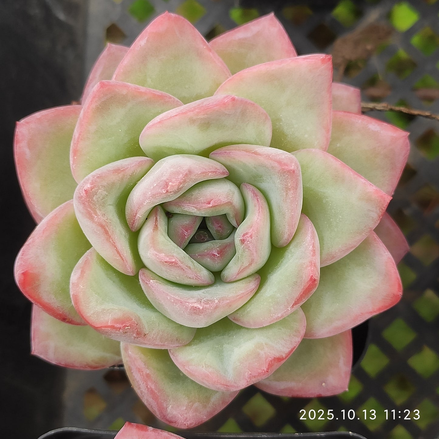 QN348 Echeveria Amabille(7cm pot size)