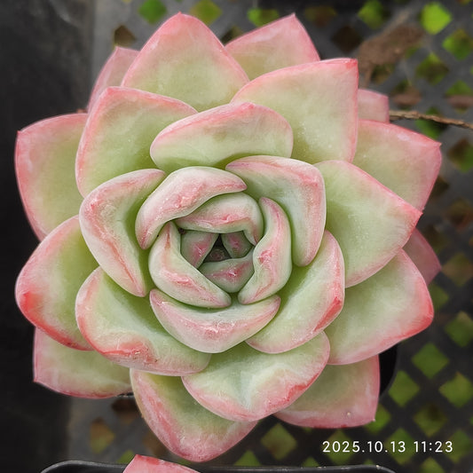 QN348 Echeveria Amabille(7cm pot size)