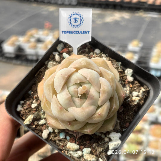 361208 Echeveria Light Honey (7cm pot size)