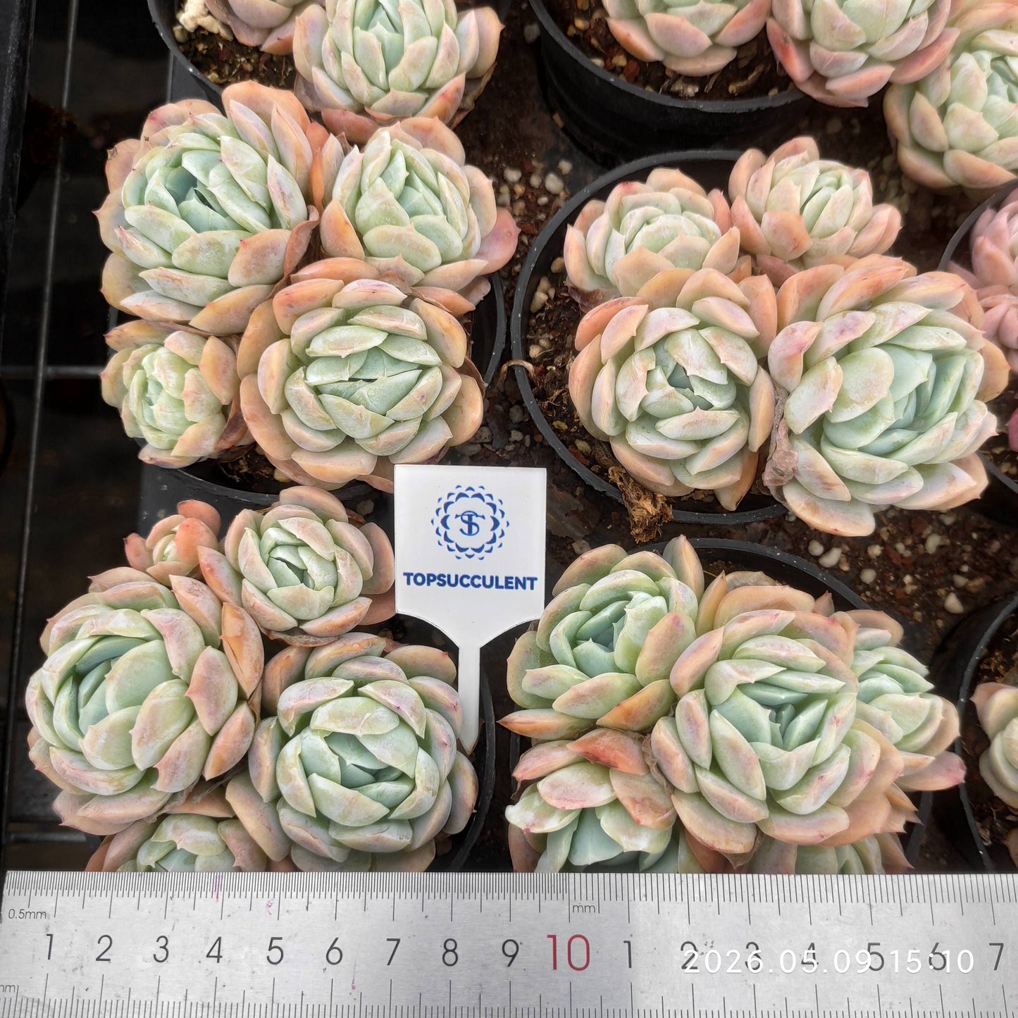 19950 Echeveria Potosina (9cm pot size)