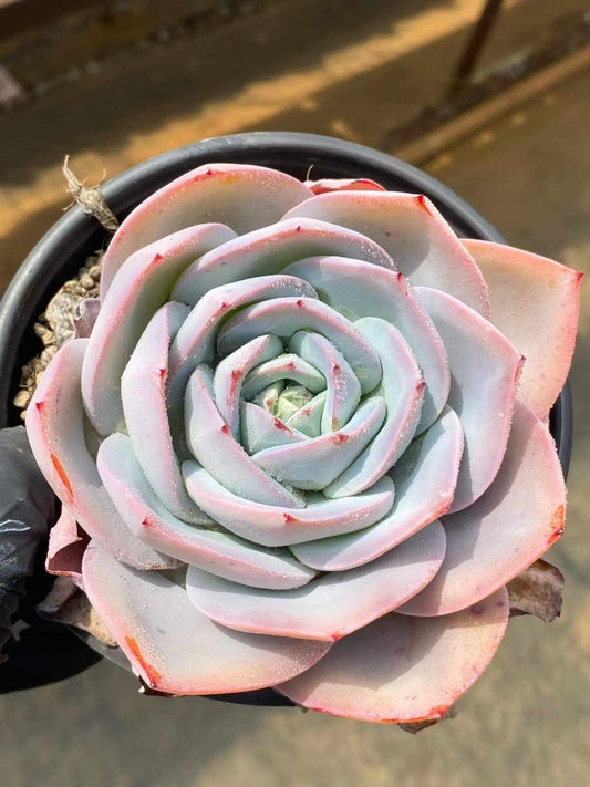 362081 Echeveria Rose Brandy (12.5cm pot size)