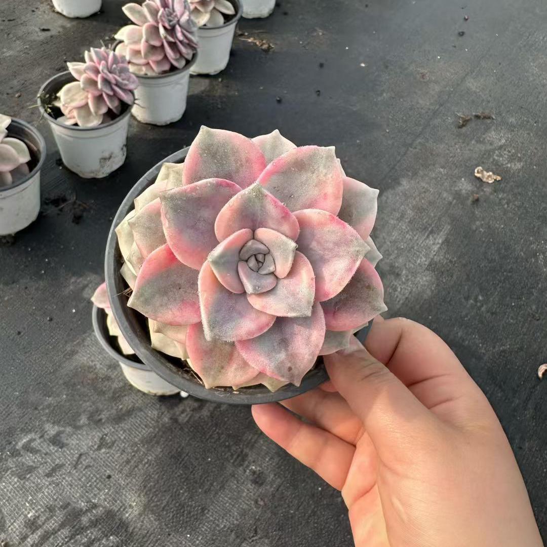 360076 Echeveria Snow White Variegated (12cm pot size)