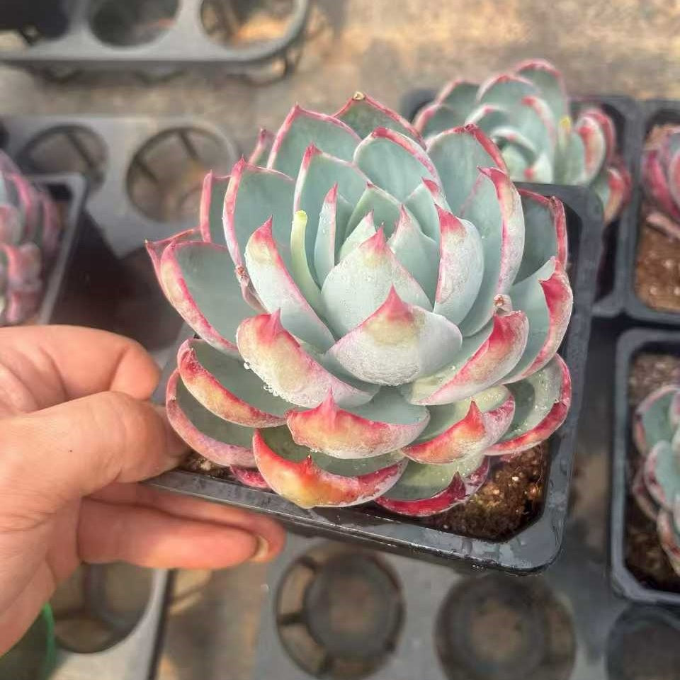 360372 Echeveria Casio (12cm pot size)