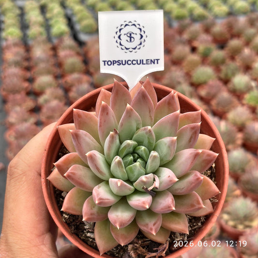 25544 Echeveria Shadow Beauty (9cm pot size)
