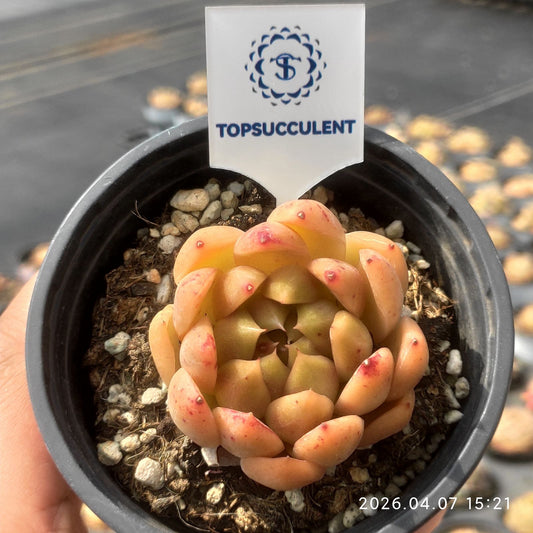 361212 Echeveria Gold Petal (9cm pot size)