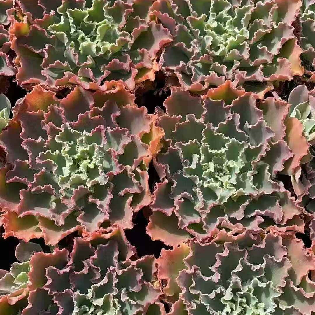 23642 Echeveria Blue Fox (12cm pot size)