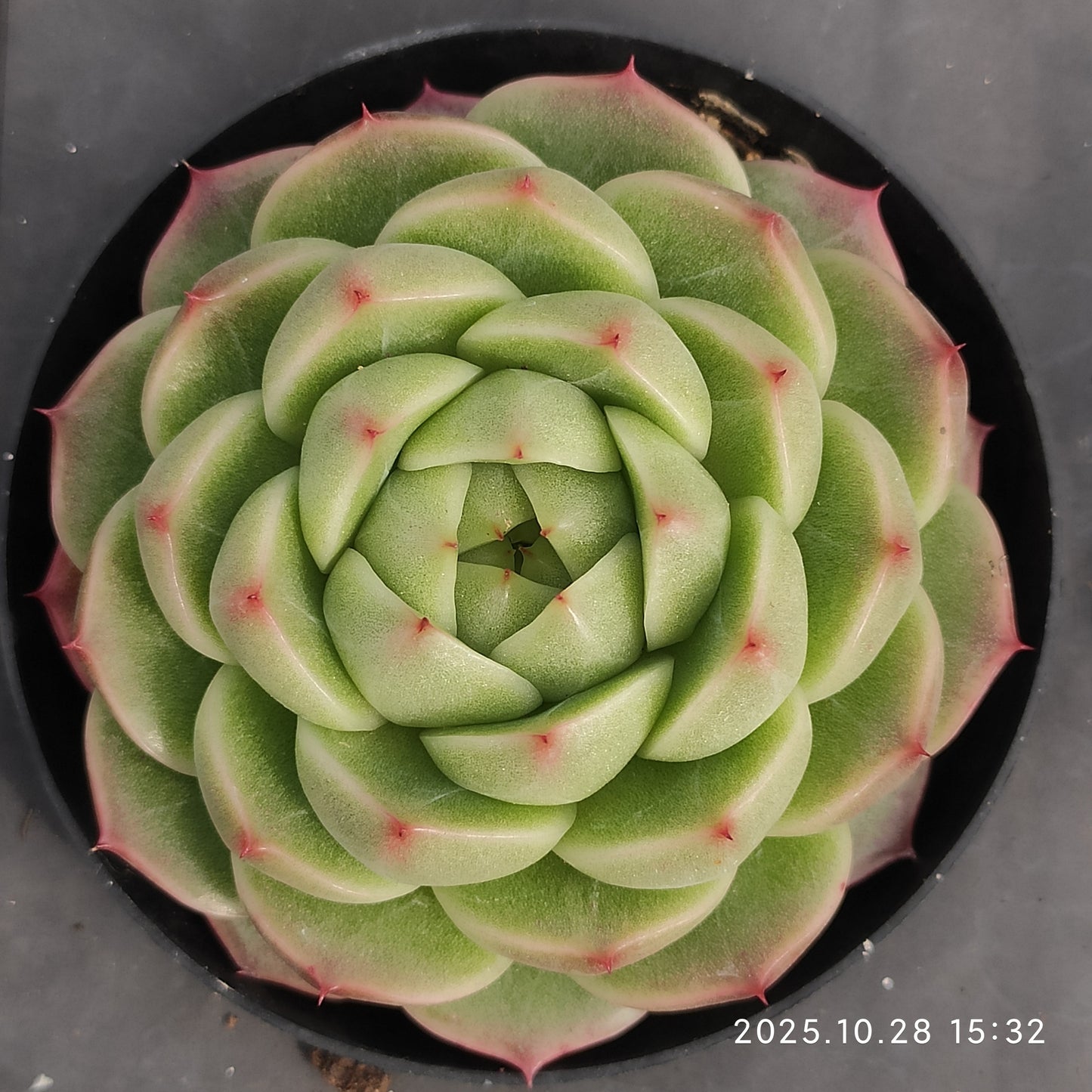 12603 Echeveria Color Jenny (9cm pot size)
