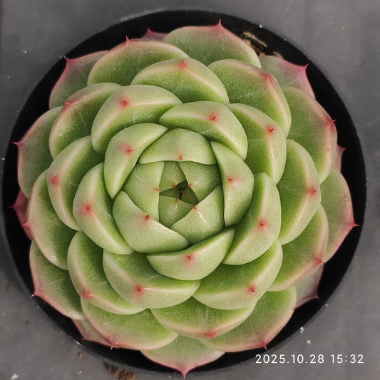 12603 Echeveria Color Jenny (9cm pot size)