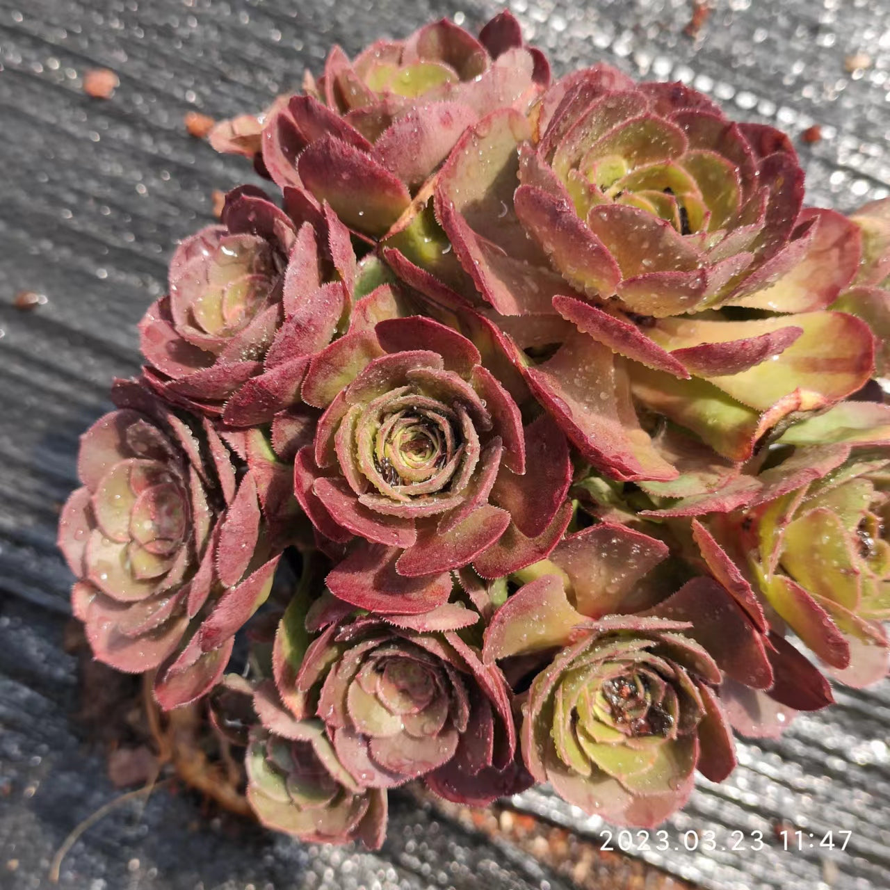 YF065 Aeonium Marid Variegated