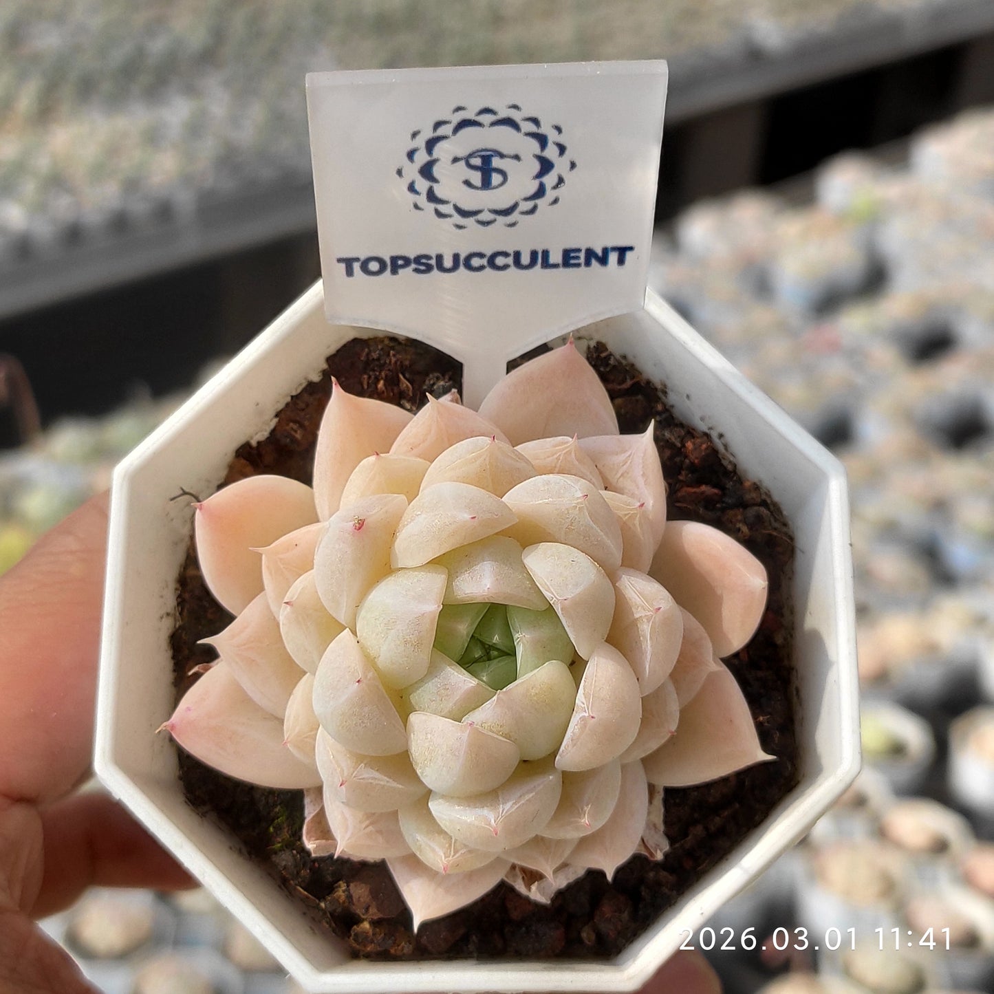 11688 Echeveria Glacier (7cm pot size)