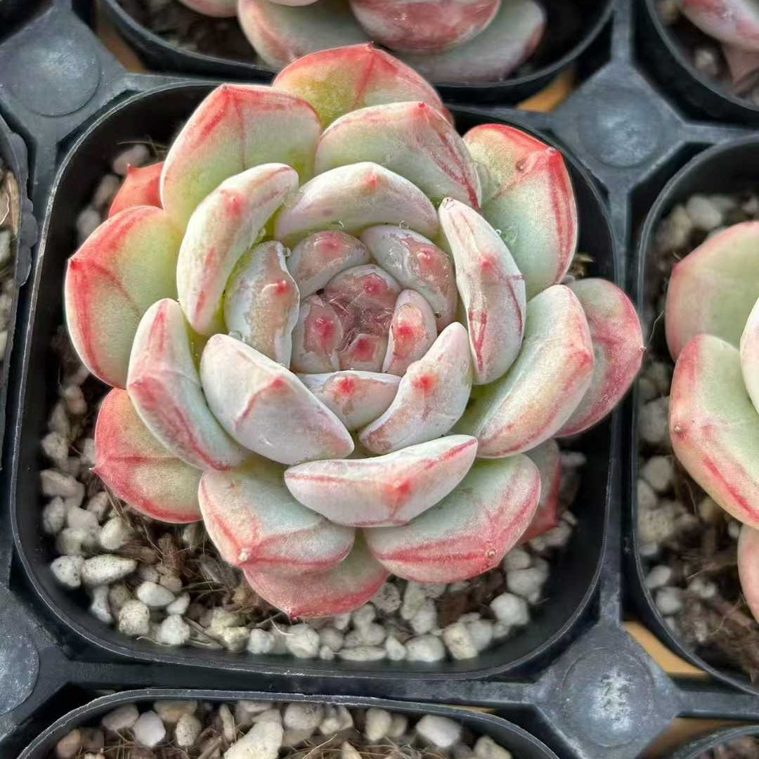24839 Echeveria Lovesick Angel (6.3cm pot size)