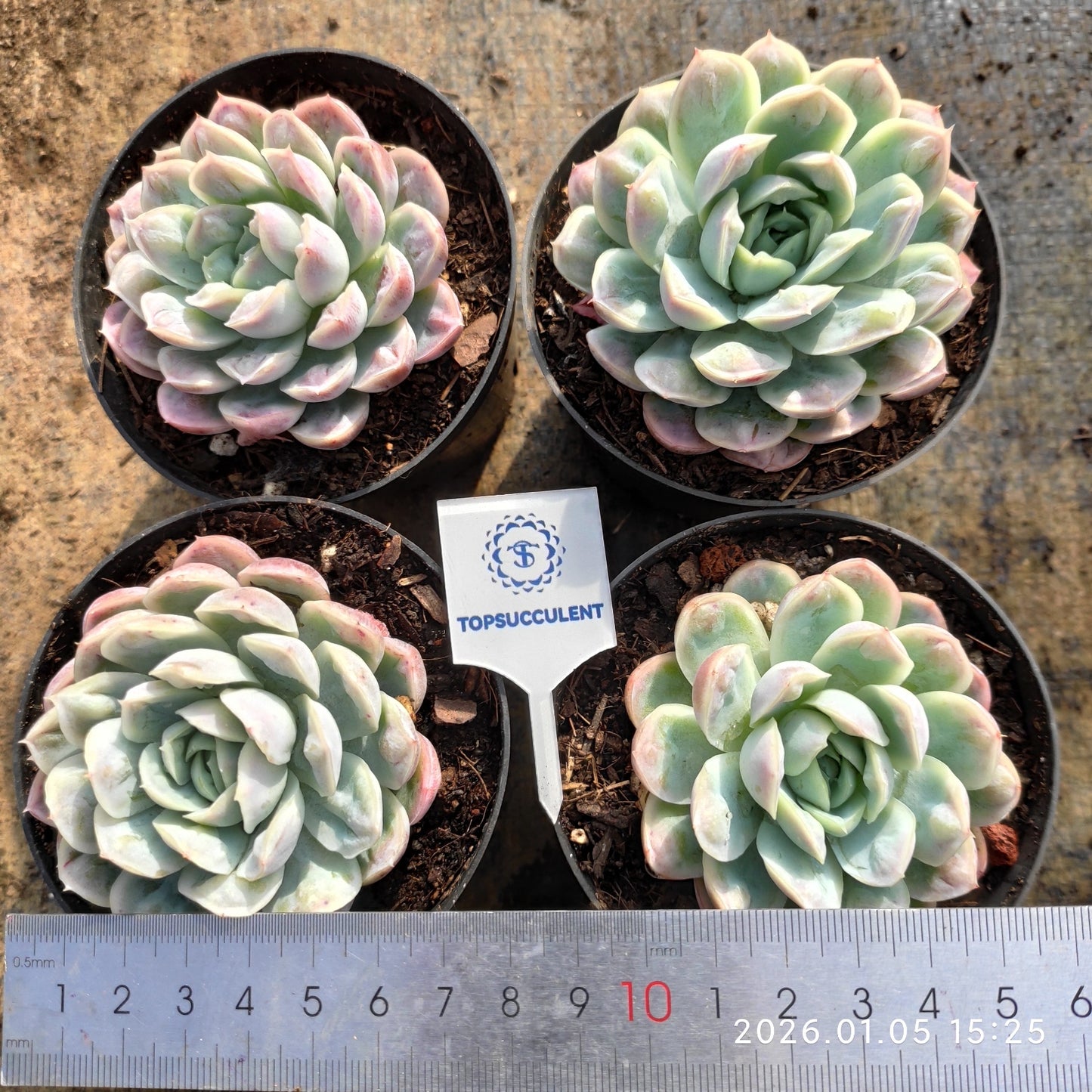 24314 Echeveria Ice Point (10cm pot size)