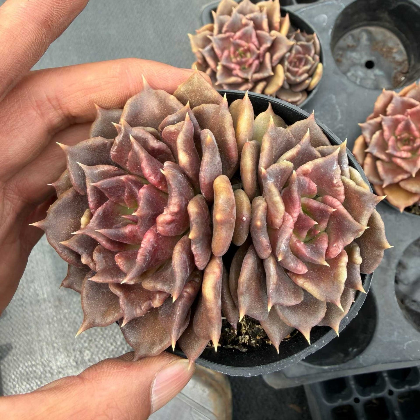 24749 Echeveria Black Madiba (9cm pot size)