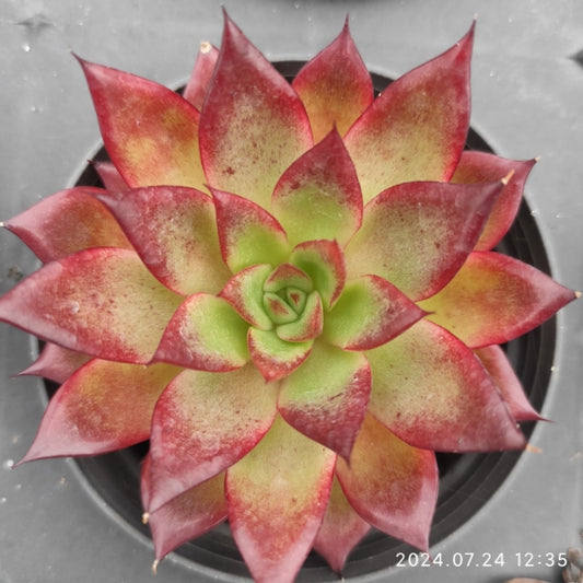 XY049 Echeveria Super Red