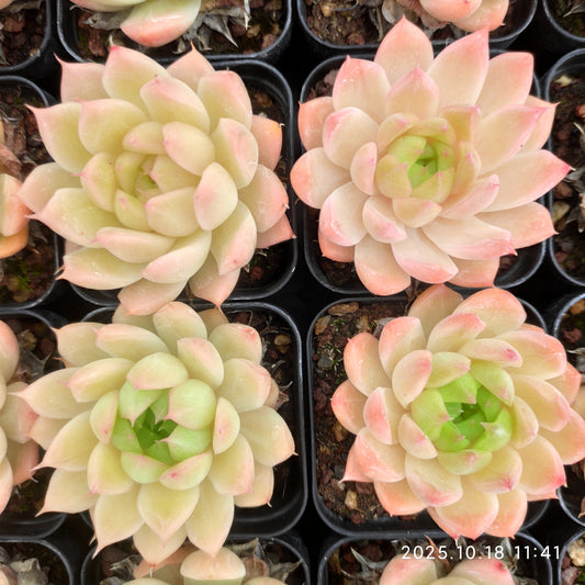 17694 Echeveria Pink Malgan (5.5cm pot size)