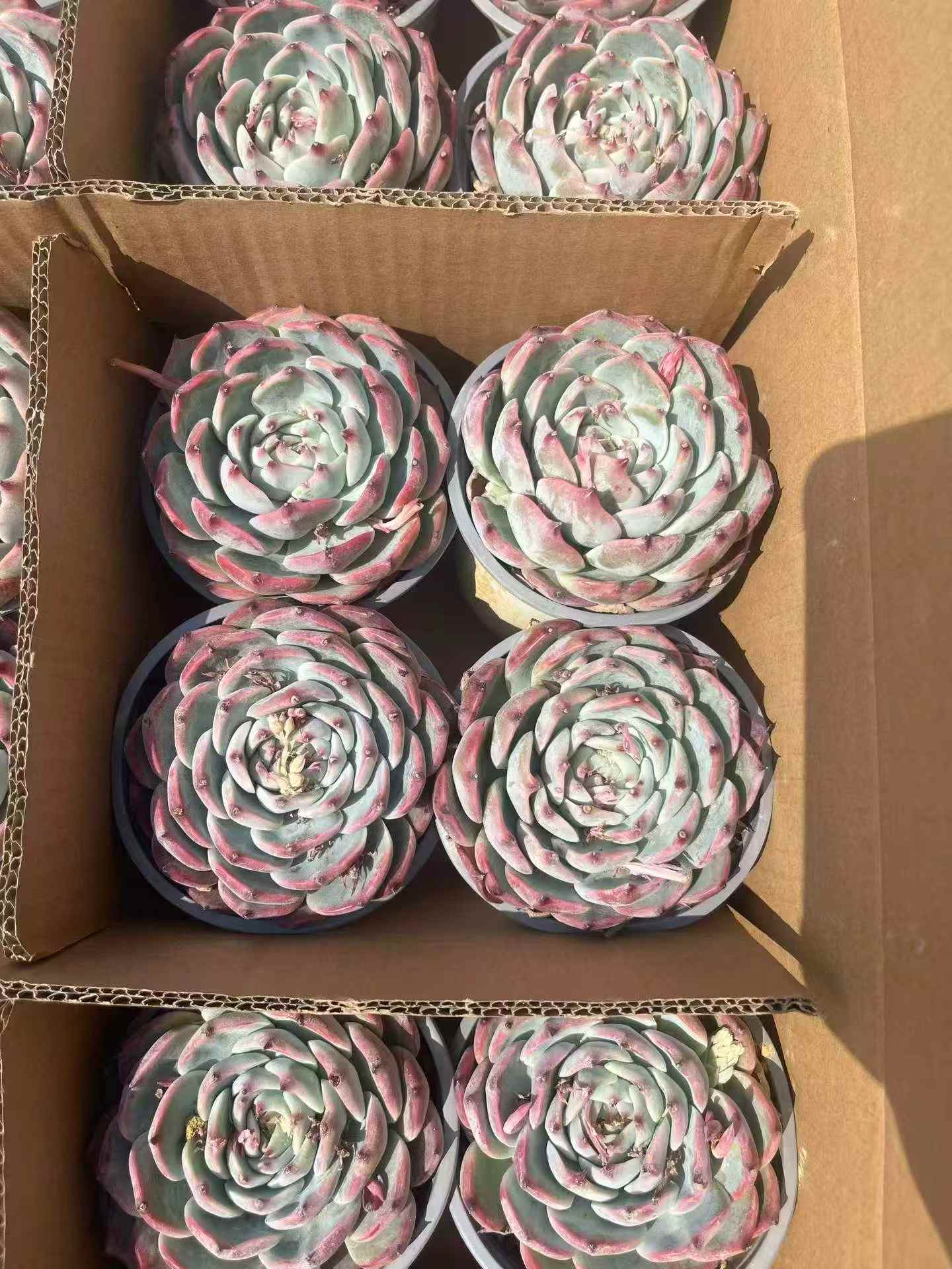 261101 Echeveria Chihuahuaensis (12cm pot size)
