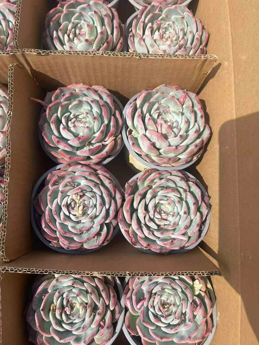 261101 Echeveria Chihuahuaensis (12cm pot size)