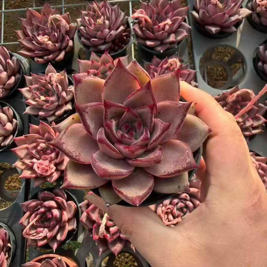 24066 Echeveria Blood Romeo (9cm pot size)