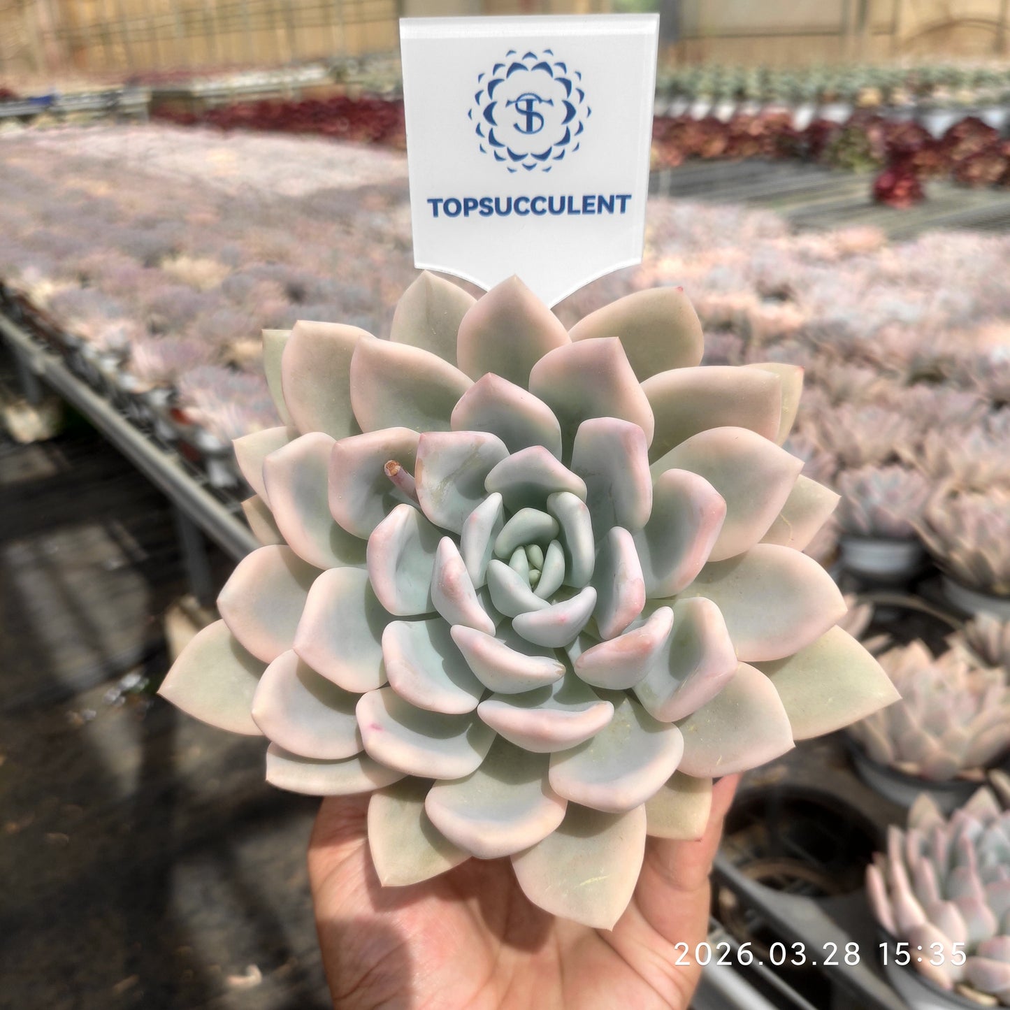 21307 Echeveria Opalina Variegated (12cm pot size)