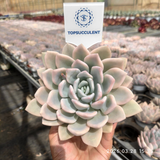 21307 Echeveria Opalina Variegated (12cm pot size)