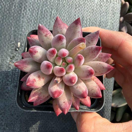 24940 Echeveria Corn Poppy (7cm pot size)