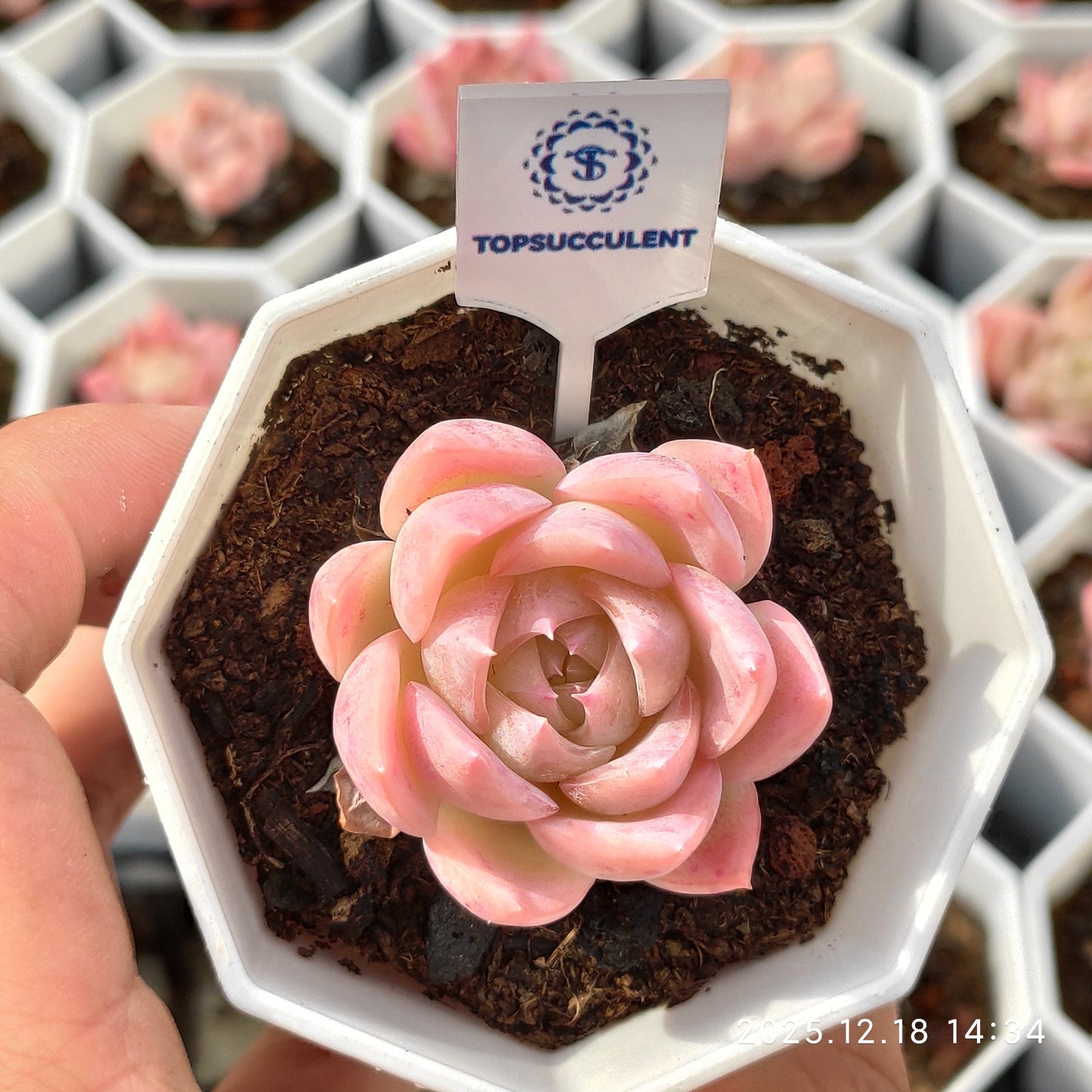 21574 Echeveria Queen Hyb (7cm pot size)