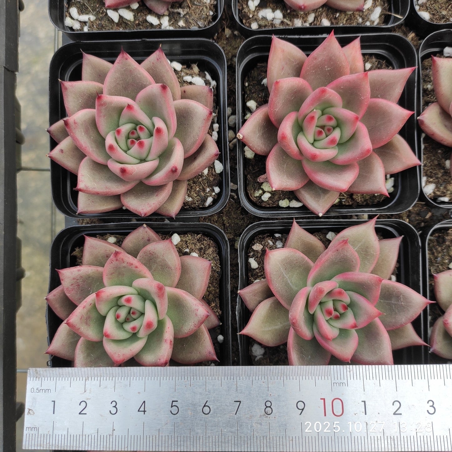 21799 Echeveria Blue Dragon Hyb (7cm pot size)