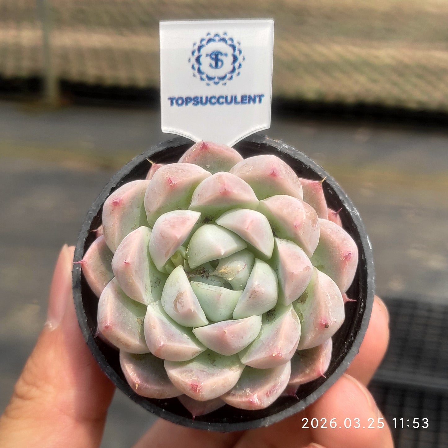 50186 Echeveria Alba Beauty (5.5cm pot size)