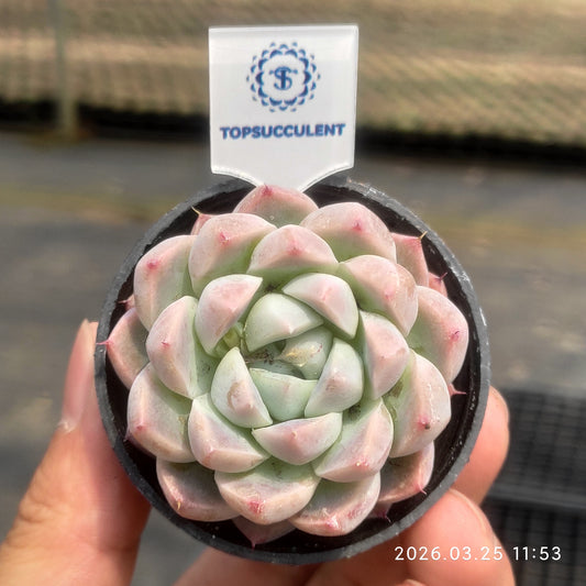50186 Echeveria Alba Beauty (5.5cm pot size)
