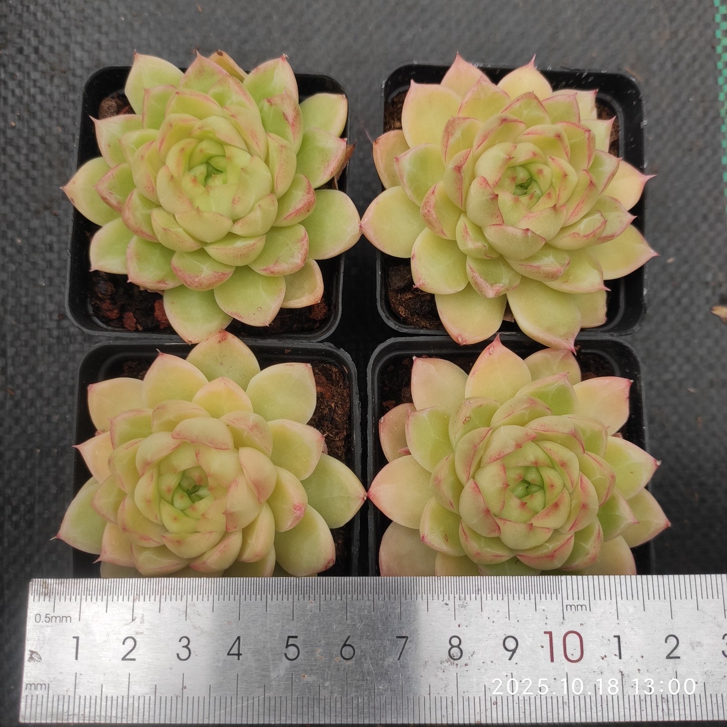 21611 Echeveria Red Queen (7cm pot size)