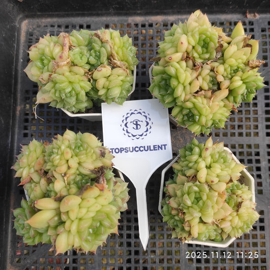 22506 Echeveria Green Diamond Malgan (7cm pot size)