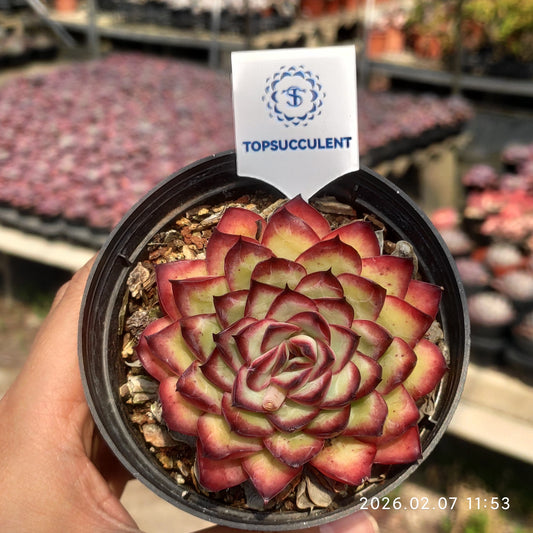 14147 Echeveria Mexico Pulidones (9cm pot size)