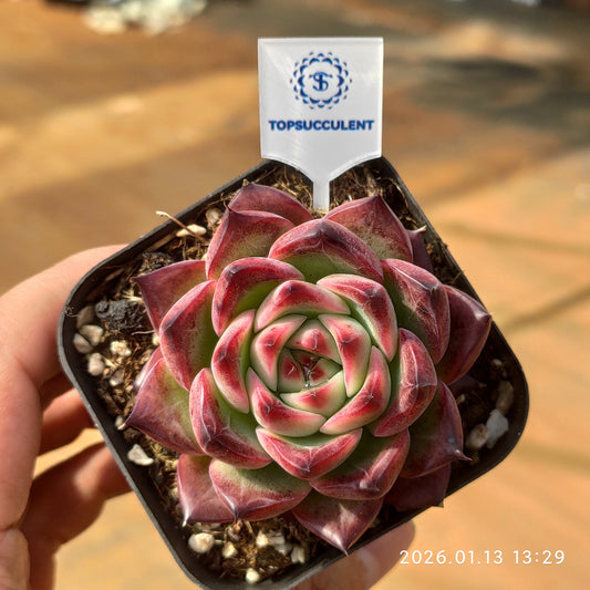 80548 Echeveria Fire Pillar (6.5cm pot size)