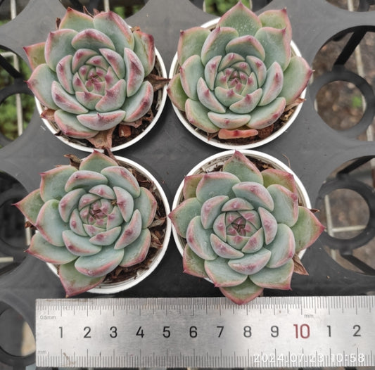 ZZA166 Echeveria Chihuahuaensis