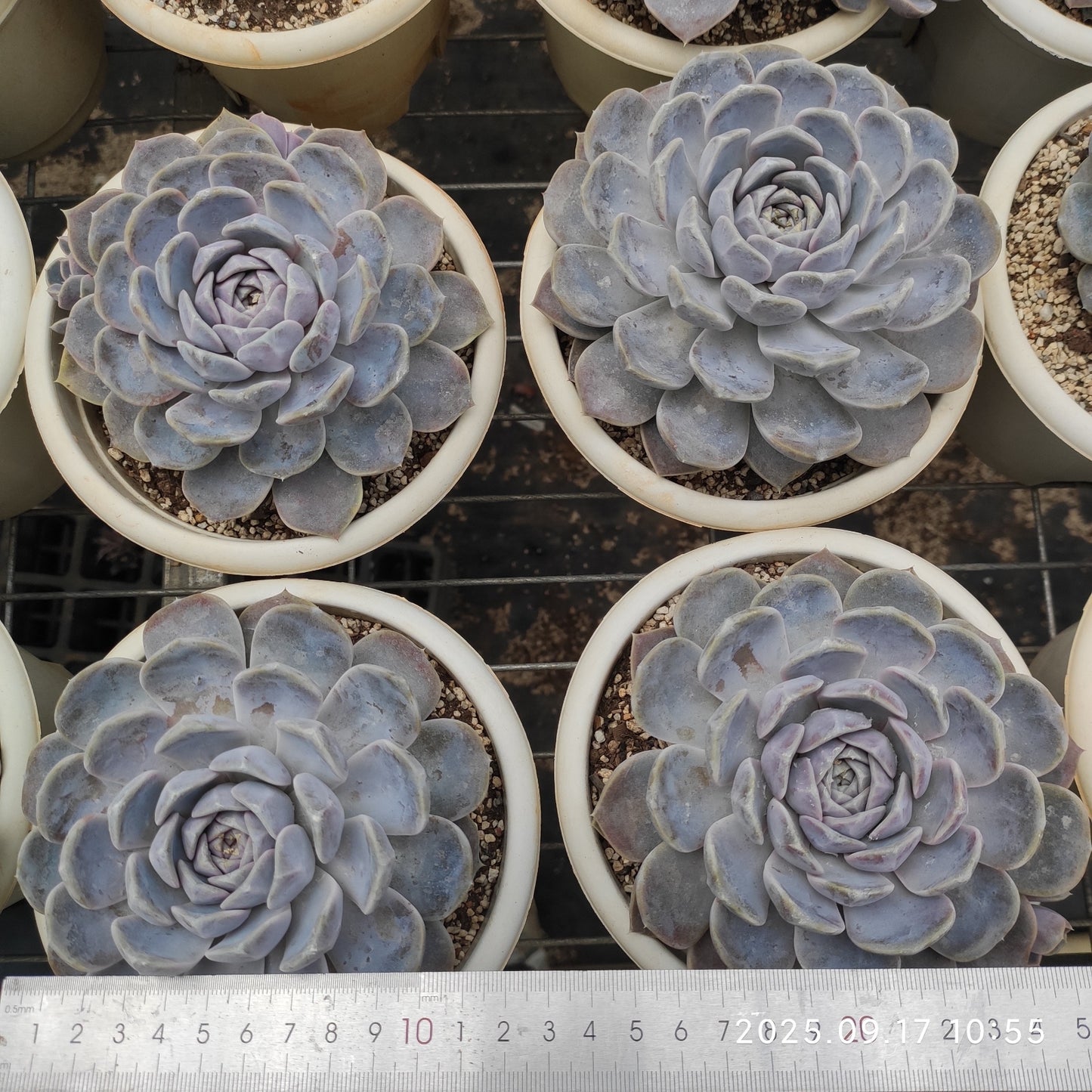 NGN729 Echeveria Tiny Burger(15cm pot size)