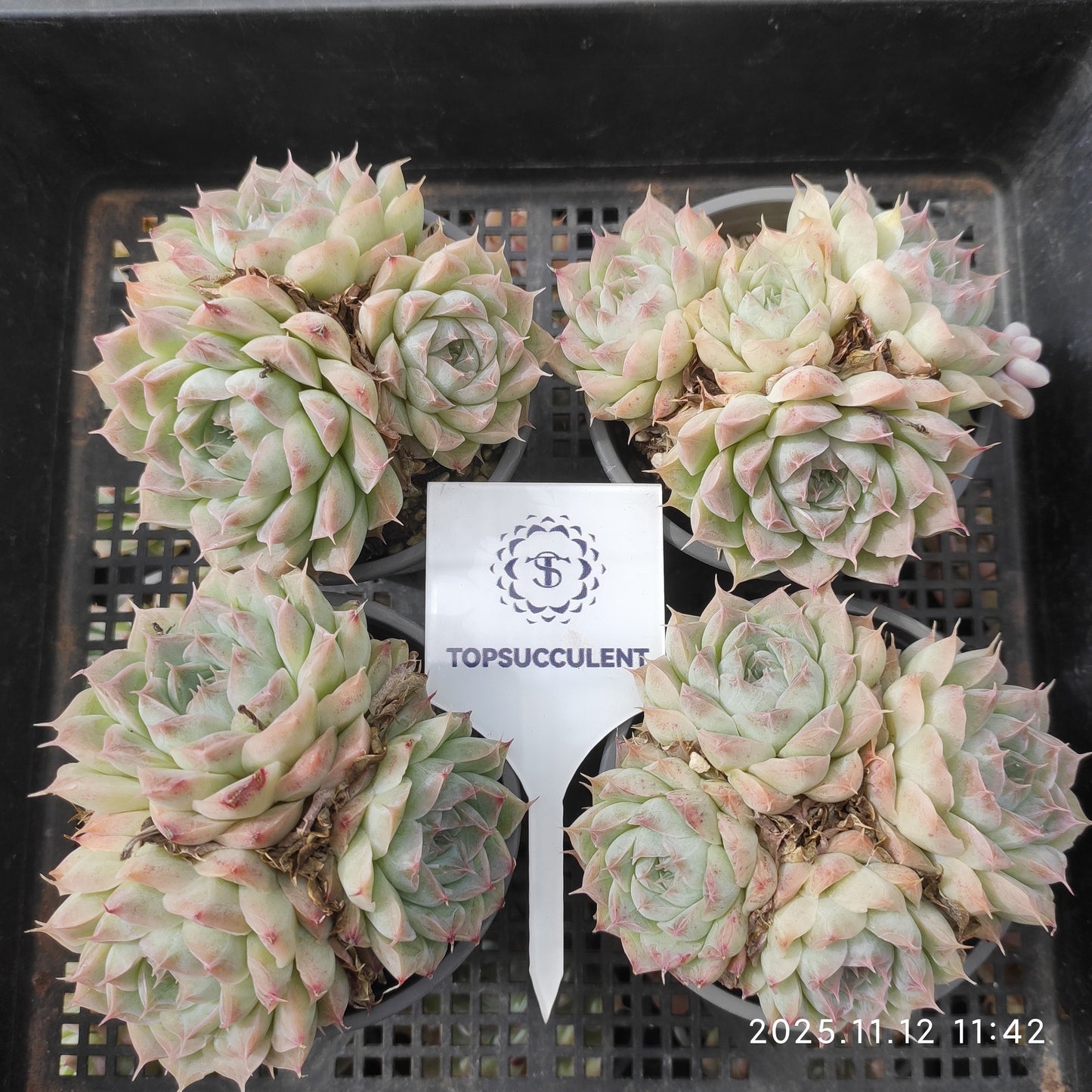 22509 Echeveria Pandora (9cm pot size)