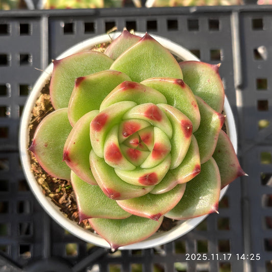 22857 Echeveria Blue Dragon (7cm pot size)