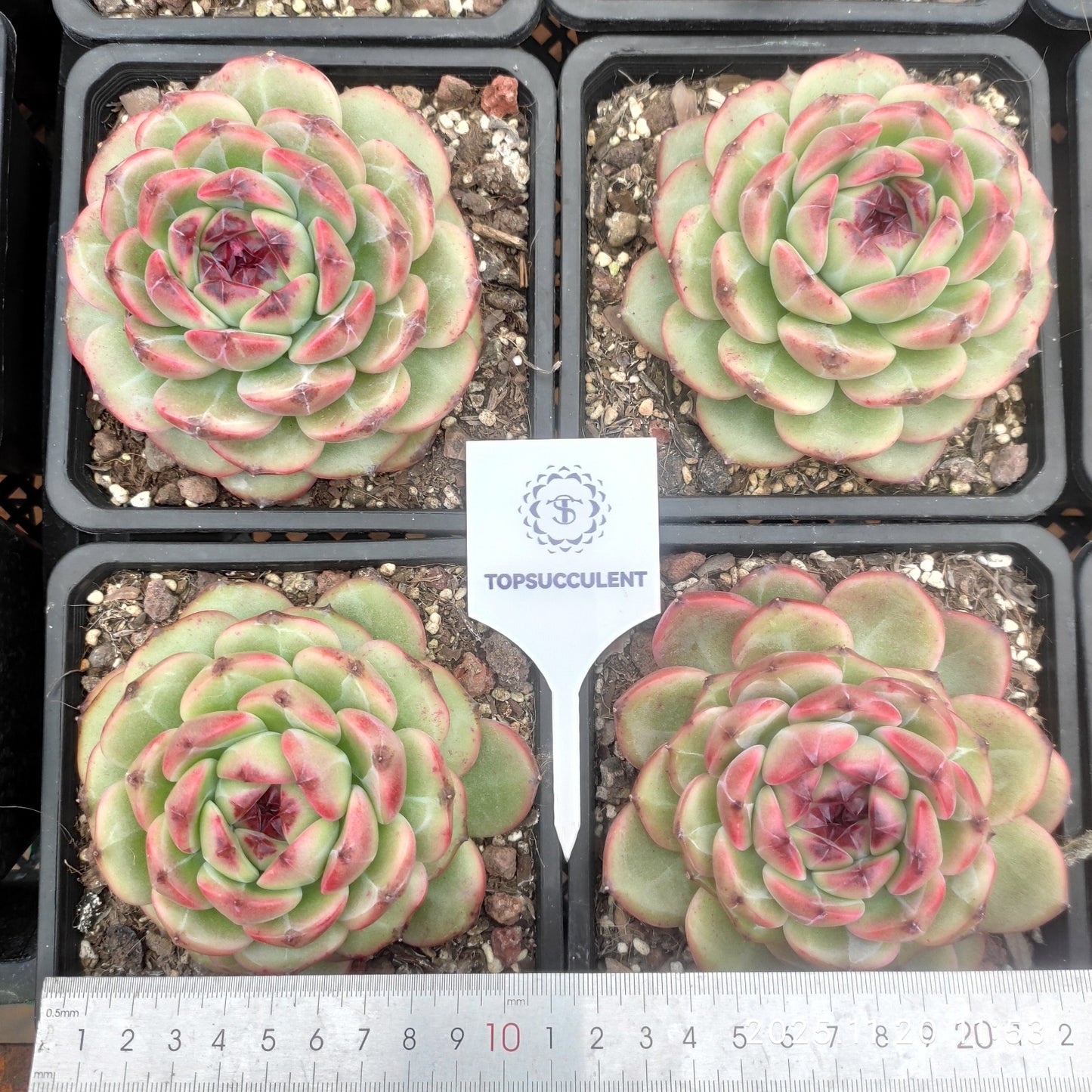 21901 Echeveria Snowflake Jenny Hyb (14cm pot size)