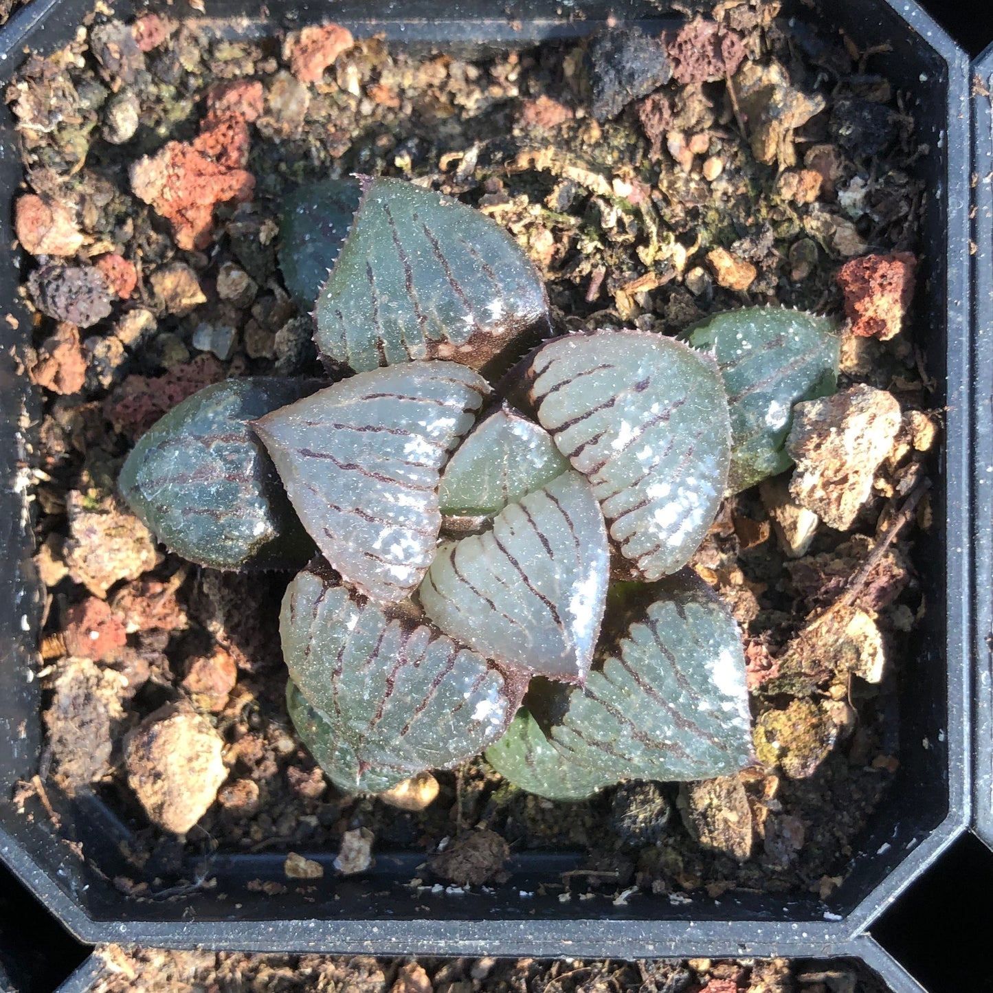 20896 Haworthia Cantaloupe Island (3cm pot size)