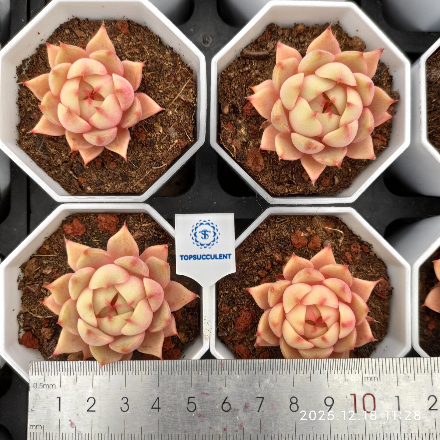 15256 Echeveria Benbadis (7cm pot size)