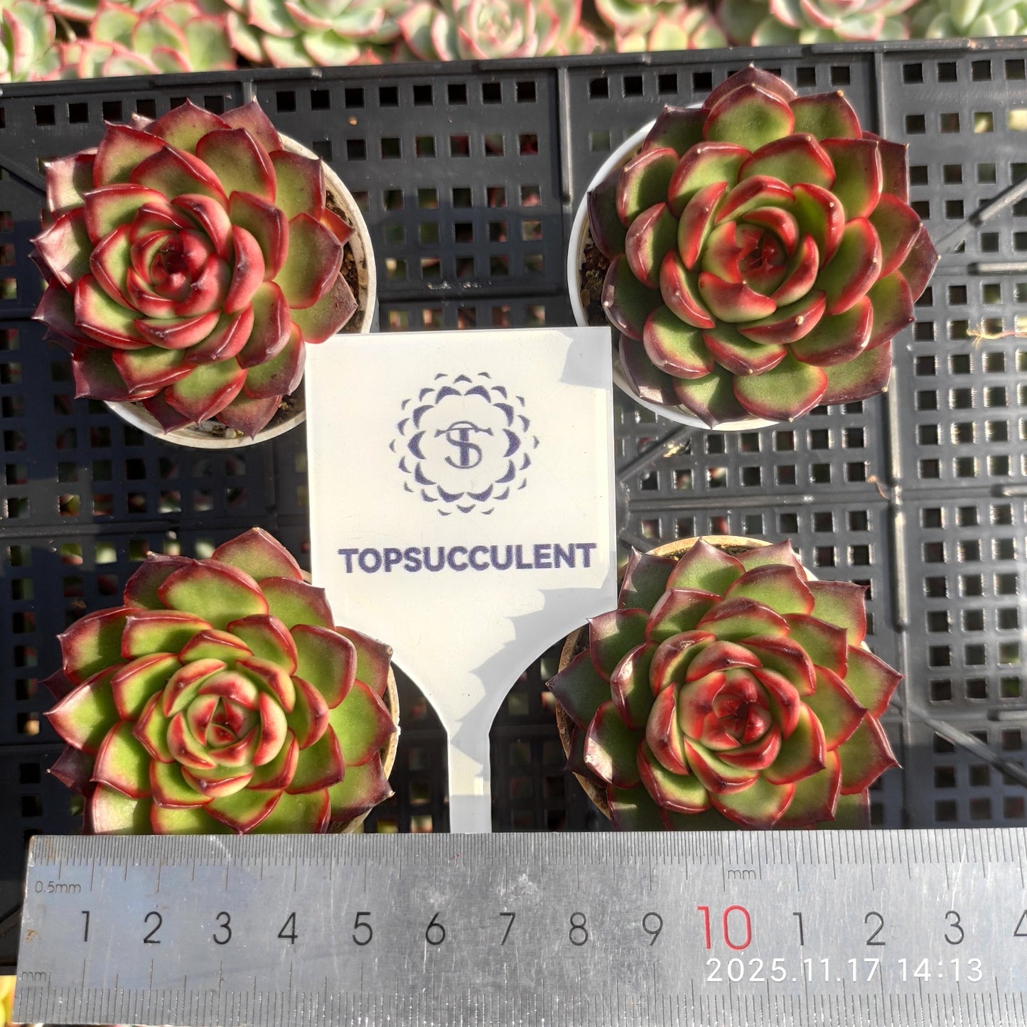 3009 Echeveria Red Moran (5.5cm pot size)