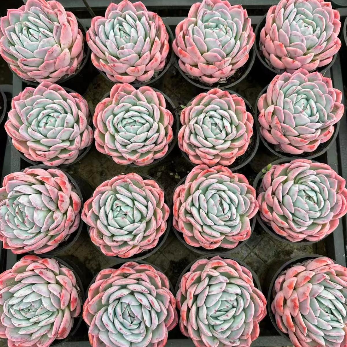 22648 Echeveria Dragon Egg (10cm pot size)