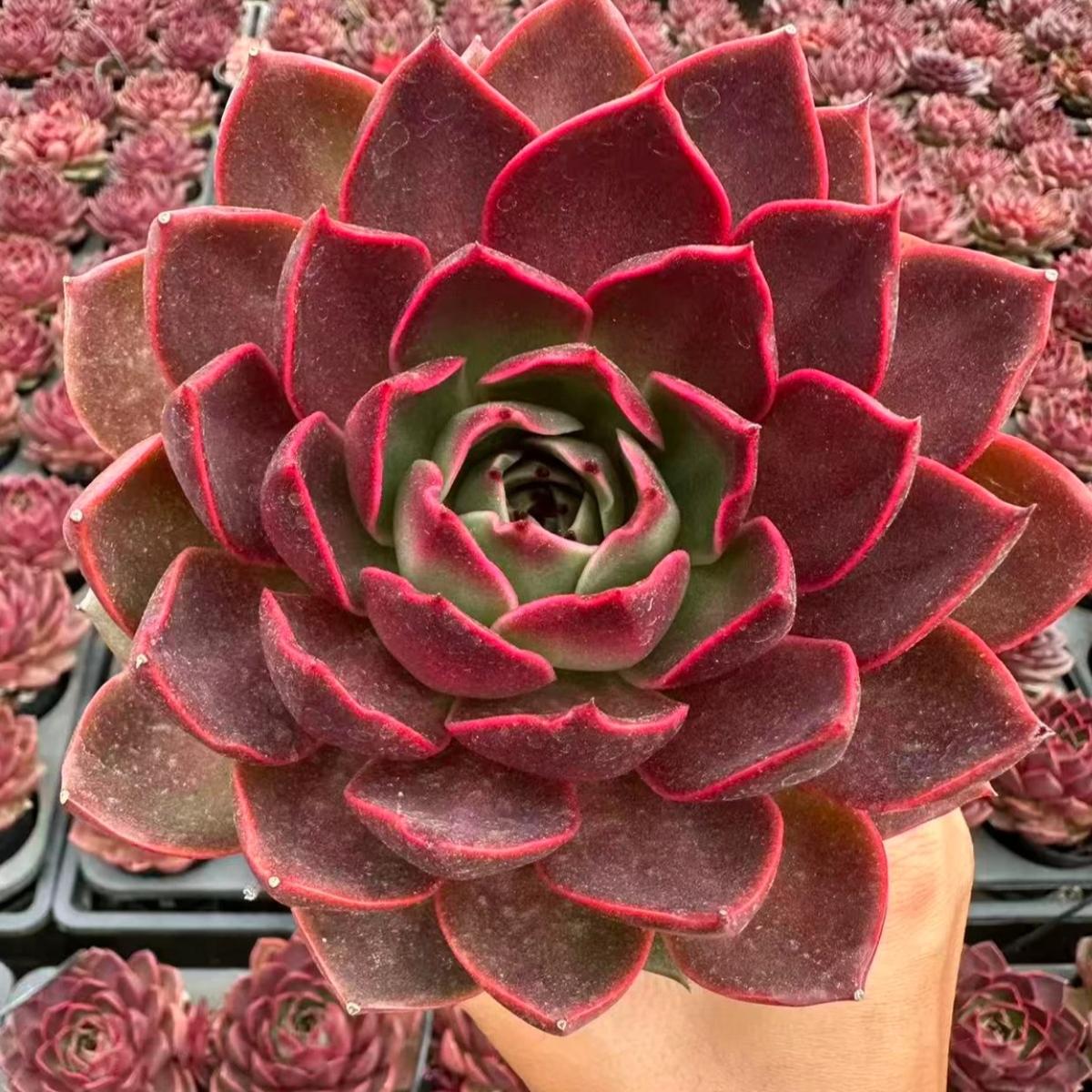 22622 Echeveria Hoshino (10cm pot size)