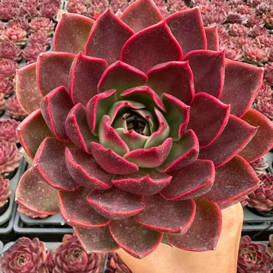 22622 Echeveria Hoshino (10cm pot size)