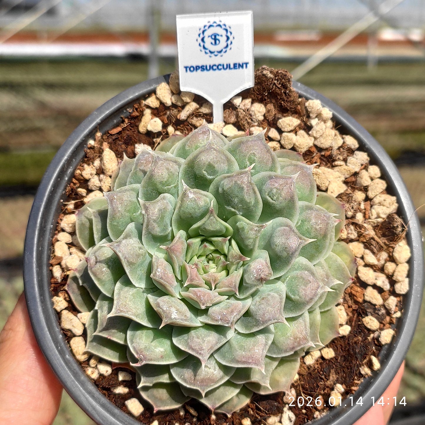 24728 Echeveria Gilo Drops (11cm pot size)