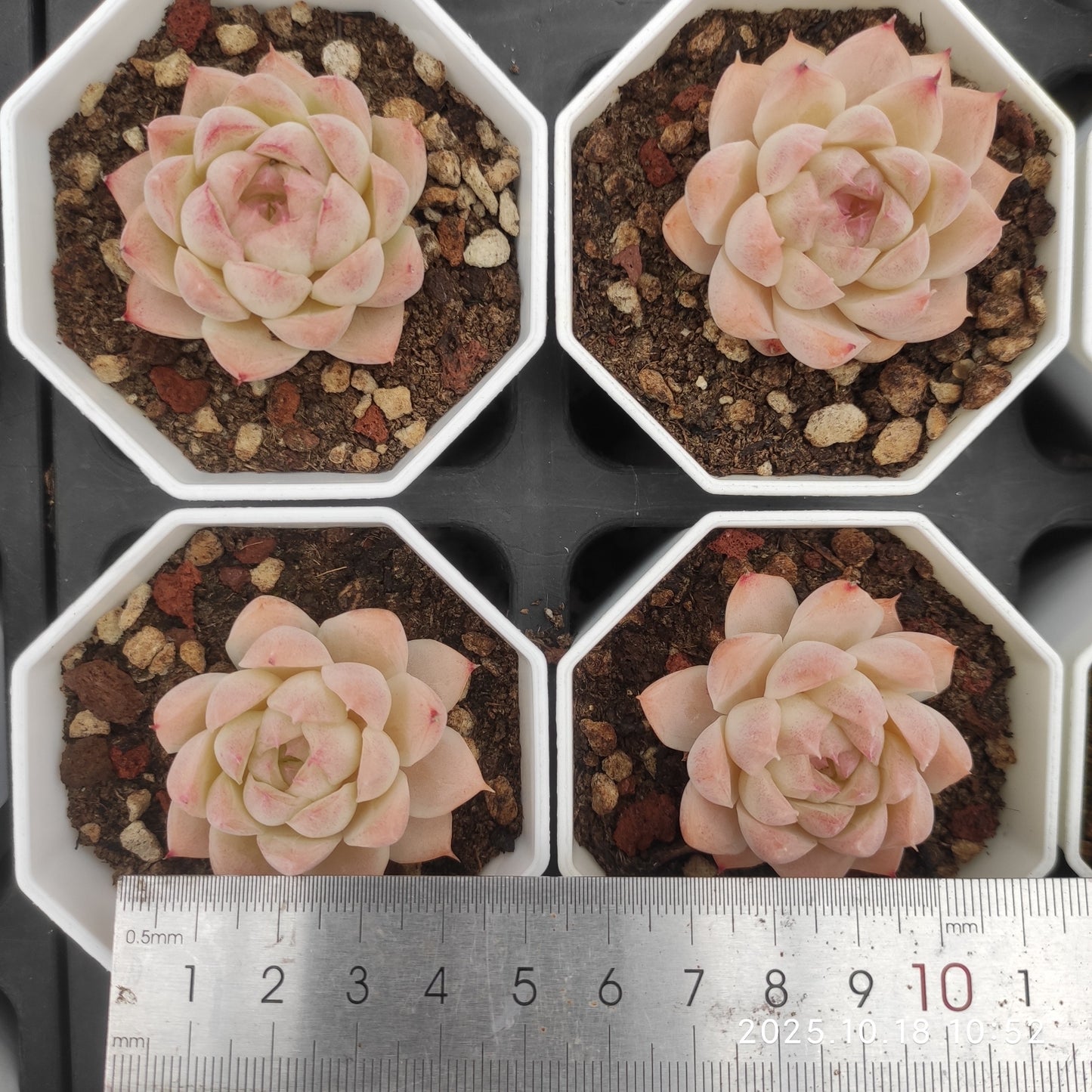 YBB088 Echeveria Queen of Peach(7cm pot size)